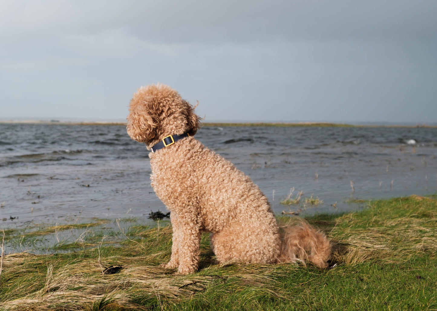YBB Classic Collar - Ocean Blue