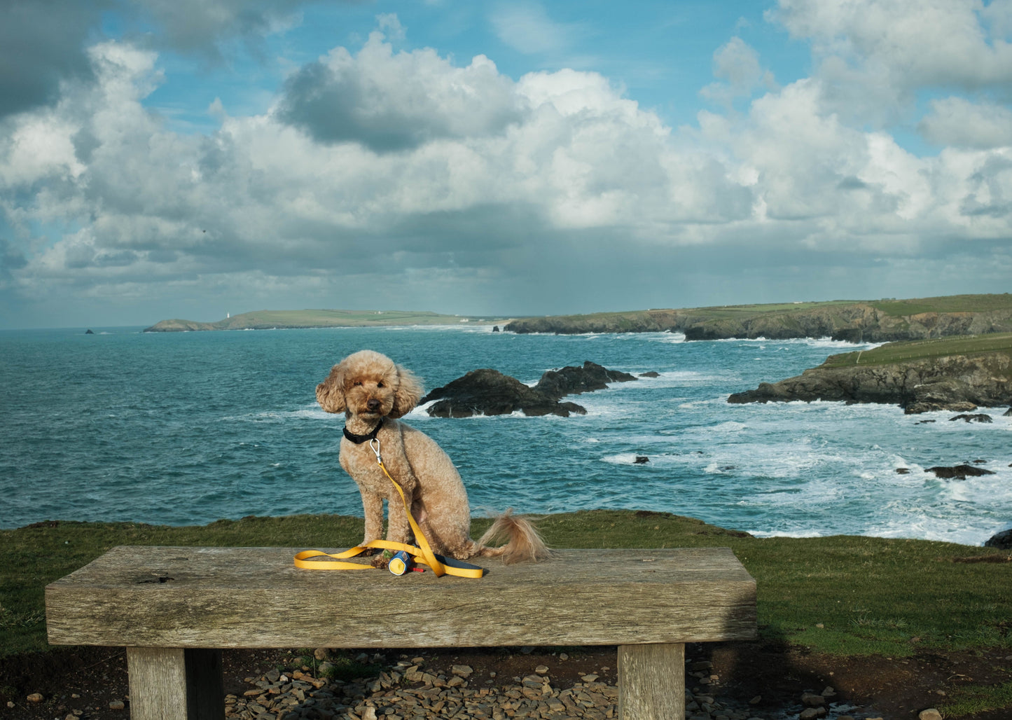 YBB Classic Collar - Monochrome Black