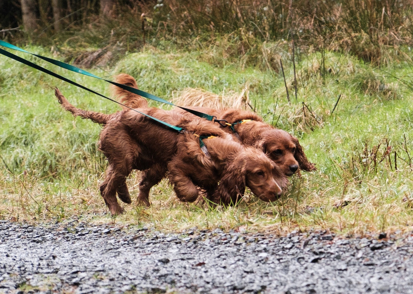 YBB Classic Collar - Emerald Green