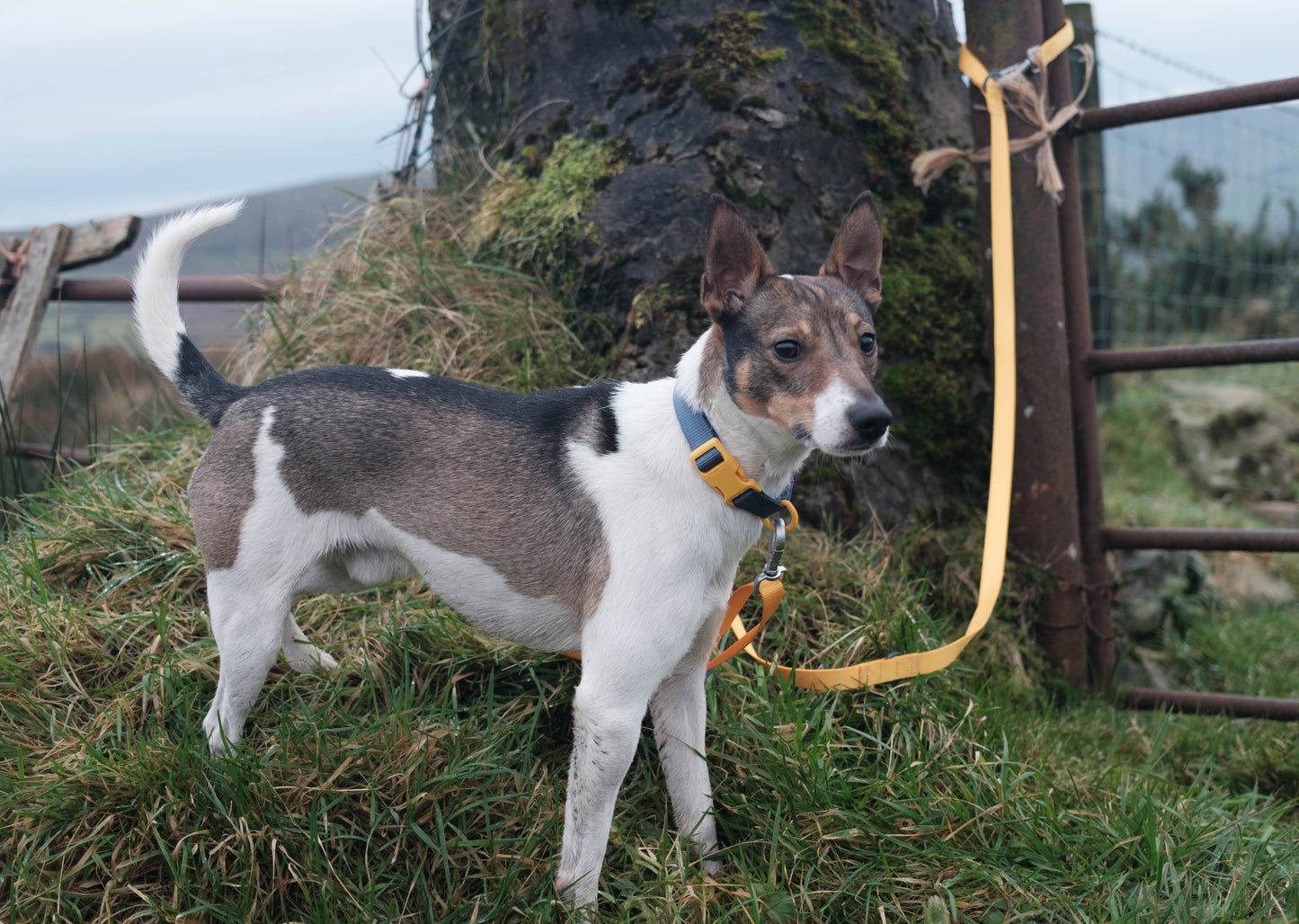 YBB Classic Lead - Sunshine Yellow