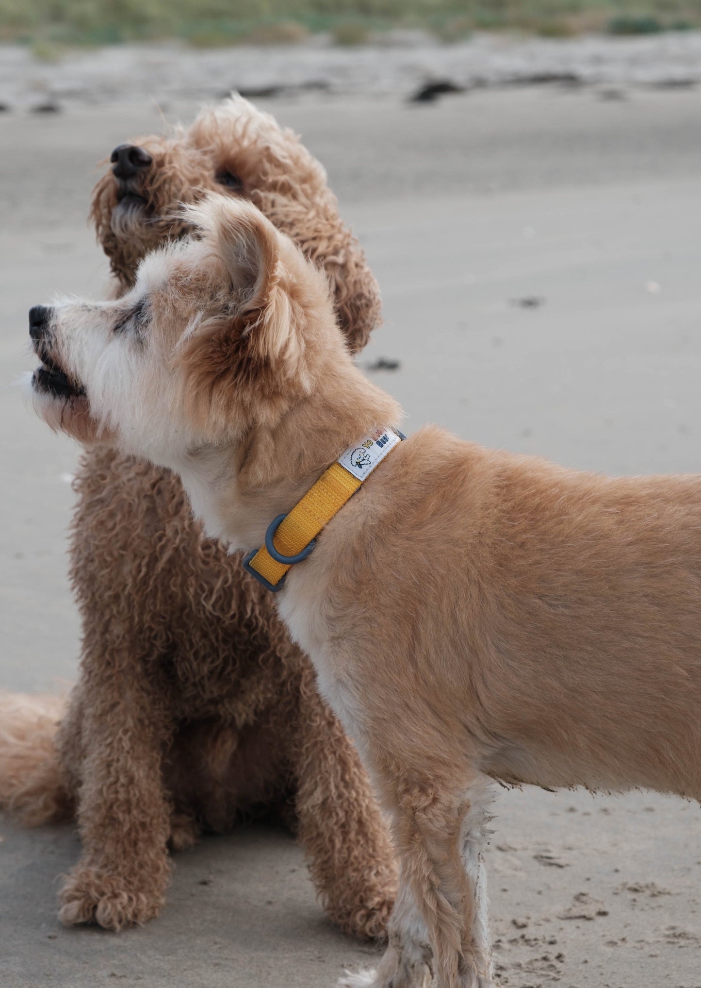 YBB Classic Collar - Sunshine Yellow