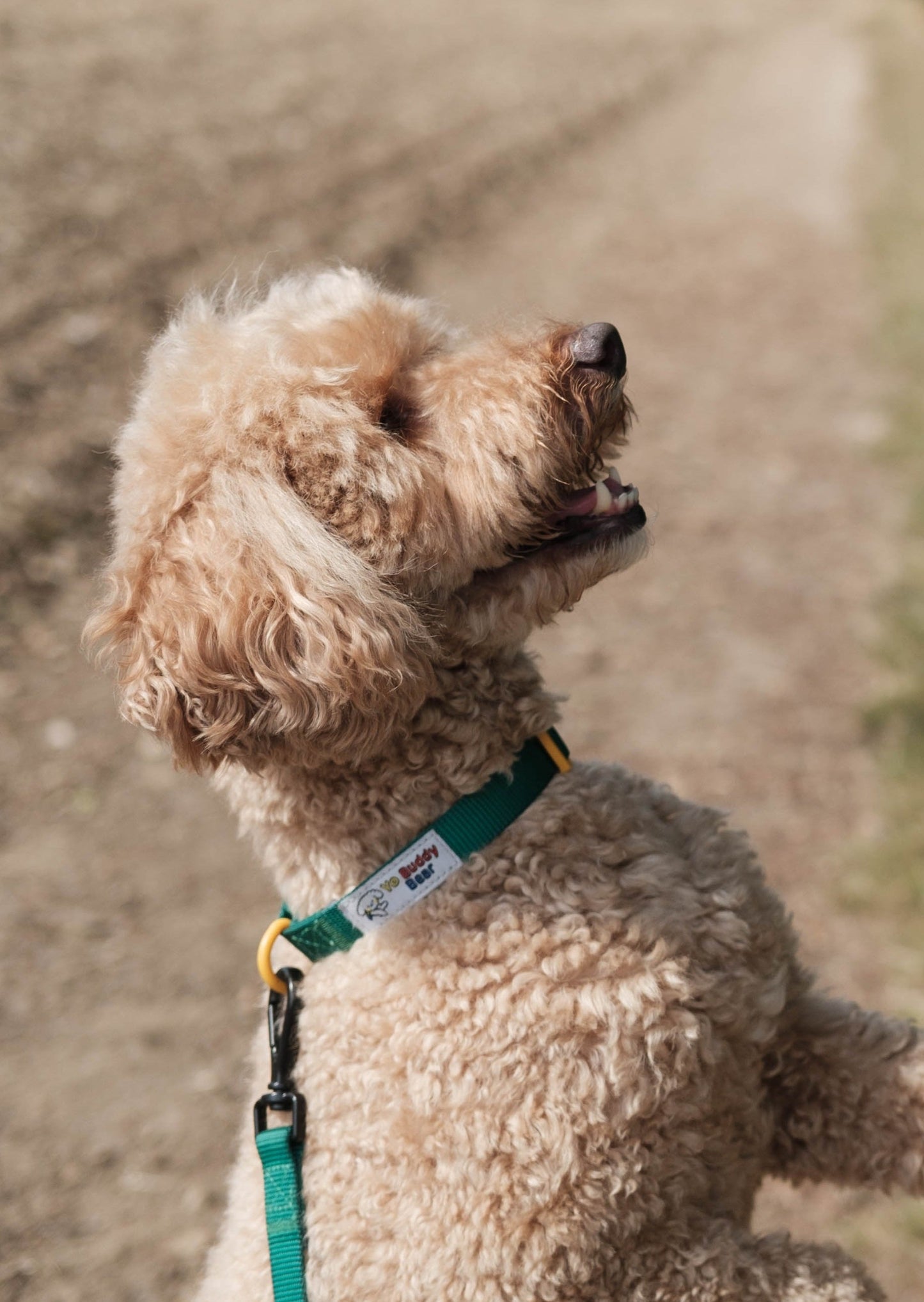 YBB Classic Collar - Emerald Green