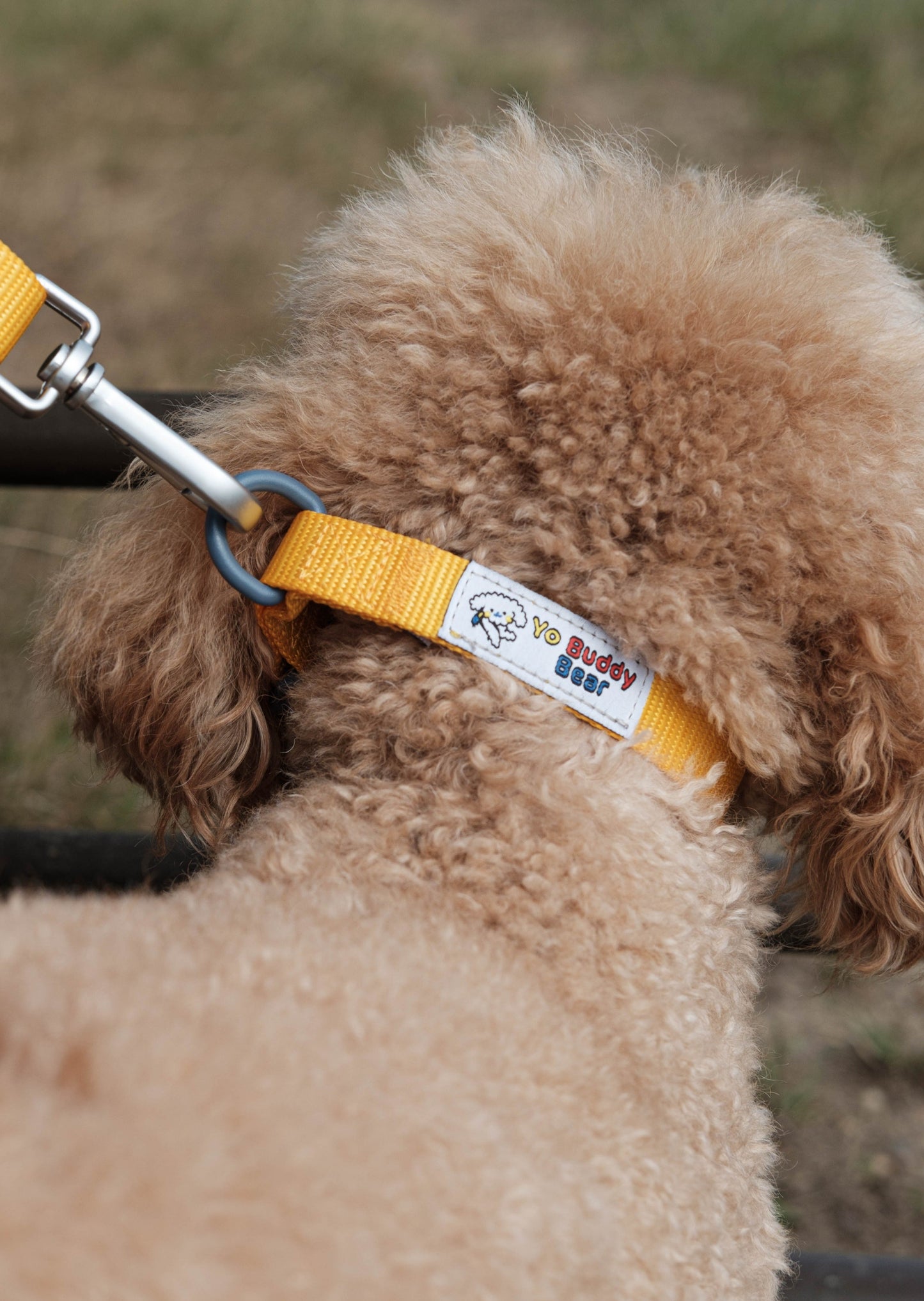 YBB Classic Collar - Sunshine Yellow