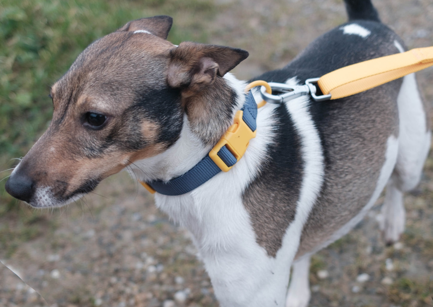 YBB Classic Collar - Ocean Blue